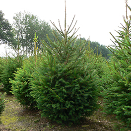Picea Abies (Fijnspar) kerstboom