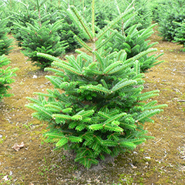 Fraseri kerstboom