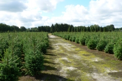 Kerstbomenkwekerij 't Nije-Laand foto 5