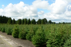 Kerstbomenkwekerij 't Nije-Laand foto 6