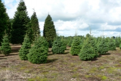 Kerstbomenkwekerij 't Nije-Laand foto 7