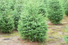 Kerstbomenkwekerij 't Nije-Laand foto 12