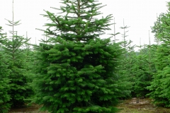 Kerstbomenkwekerij 't Nije-Laand foto 13