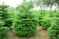 Kerstbomenkwekerij 't Nije-Laand foto 14