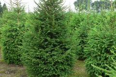Kerstbomenkwekerij 't Nije-Laand foto 15