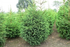 Kerstbomenkwekerij 't Nije-Laand foto 16