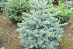 Kerstbomenkwekerij 't Nije-Laand foto 17