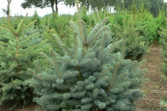 Kerstbomenkwekerij 't Nije-Laand foto 18