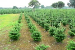 Kerstbomenkwekerij 't Nije-Laand foto 19