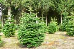 Kerstbomenkwekerij 't Nije-Laand foto 20