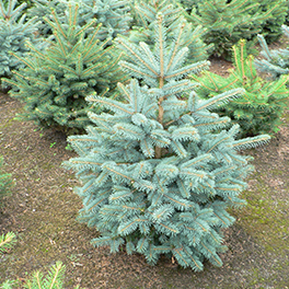 Pungens Glauca (Blauwspar) kerstboom