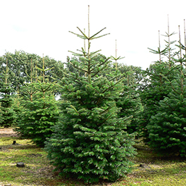Nordmann kerstboom