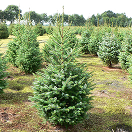 Picea Omorika (Servische spar) kerstboom
